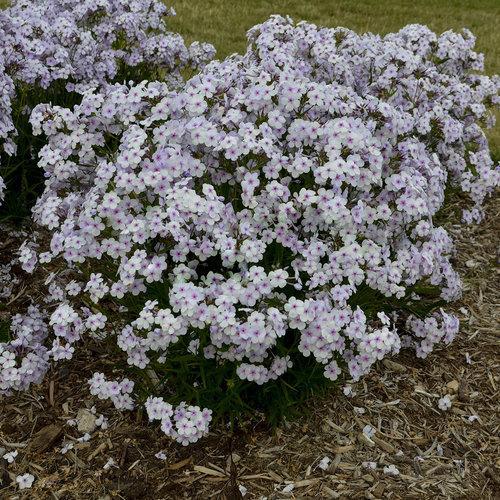 Phlox, Opening Act Pink-A-Dot Phlox