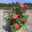 Rose, Orange Glow™ Knock Out® Rose