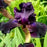 Iris, Superstition Bearded Iris