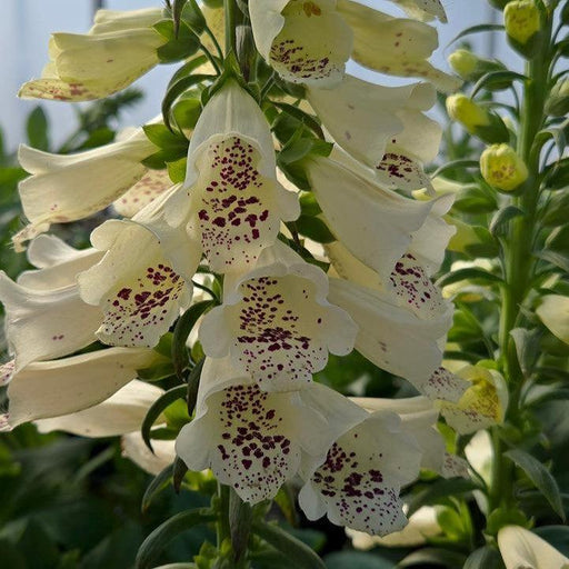 Digitalis purpurea 'Dalmatian Crème'  - Dalmatian Crème Foxglove