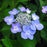 Hydrangea, Endless Summer® Pop Star® Macrophylla Hydrangea