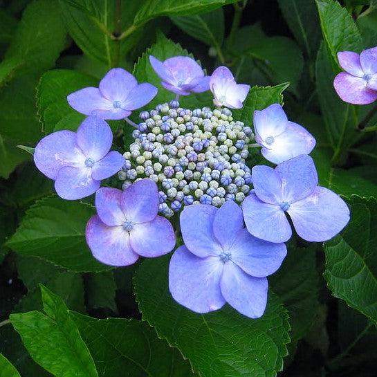 Hydrangea, Endless Summer® Pop Star® Macrophylla Hydrangea