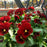 Viola cornuta 'Penny Red Blotch'  - Penny™ Red Blotch Viola