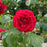 Rose, True Love™ Rose