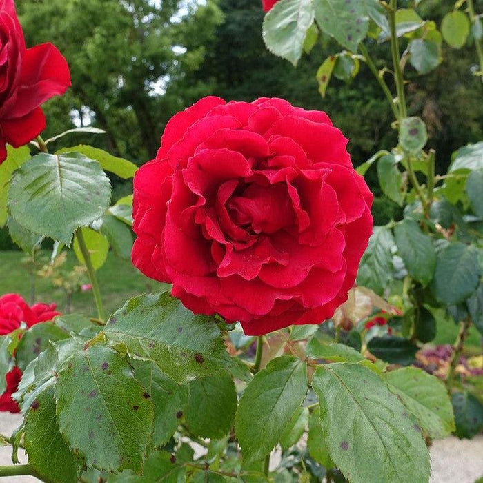 Rose, True Love™ Rose