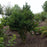 Boxwood, Winter Gem Boxwood