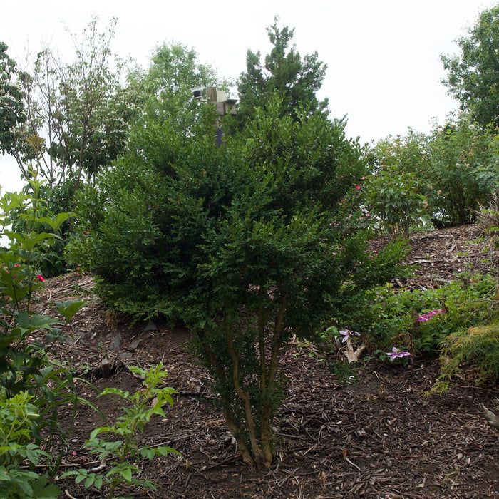 Boxwood, Winter Gem Boxwood
