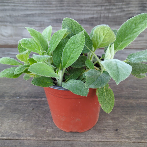 Lamb's Ear, Giant Lamb's Ear