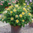 Rose, Charles Darwin® Rose