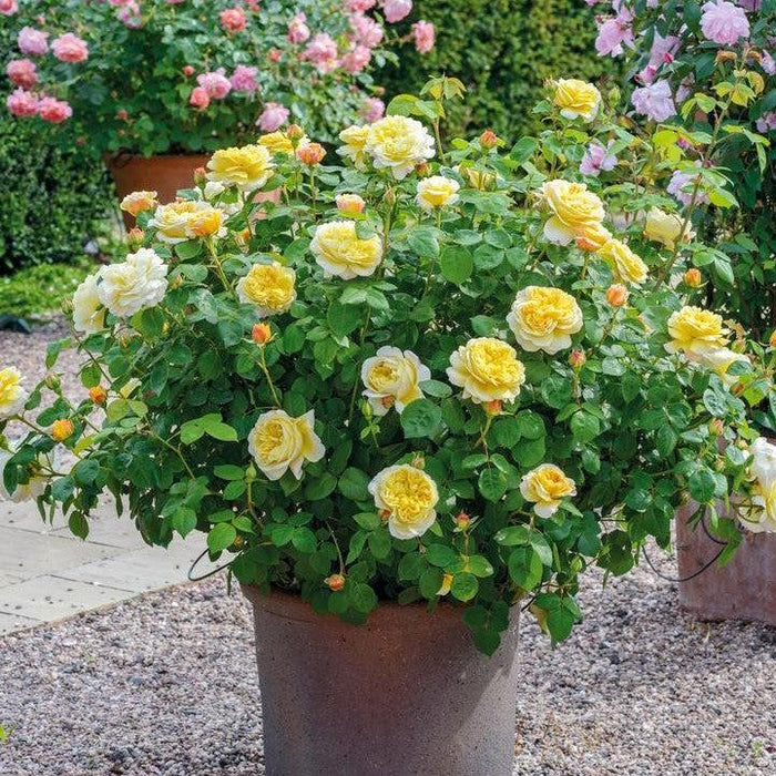 Rose, Charles Darwin® Rose