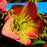 Hellebore, FrostKiss™ Penny's Pink® Lenten Rose