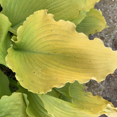 Hosta, PW® Shadowland® Echo the Sun Hosta