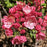 Mountain Laurel, Raspberry Glow Mountain Laurel