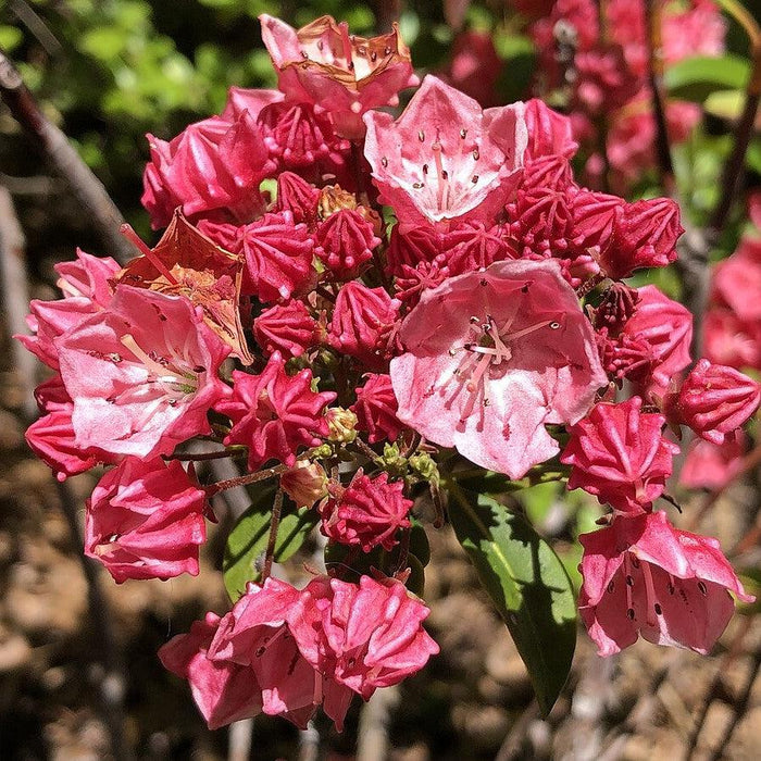 Mountain Laurel, Raspberry Glow Mountain Laurel