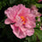 Peony, First Arrival Itoh Peony