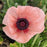 Papaver orientalis 'Carneum'  - Carneum Poppies