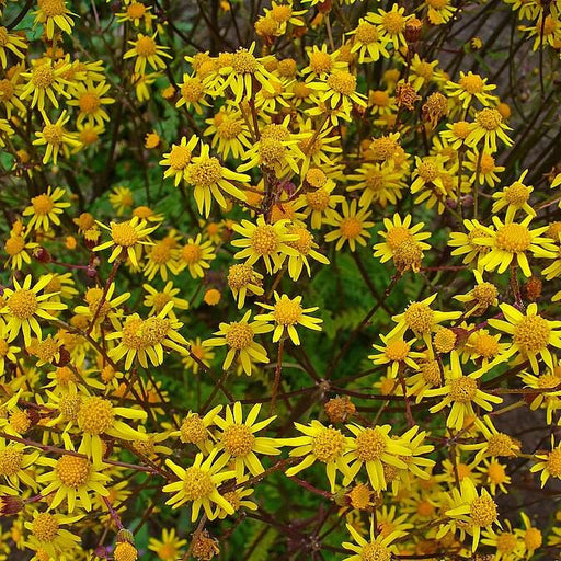 Packera aurea  - Golden Ragwort