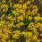 Packera aurea  - Golden Ragwort