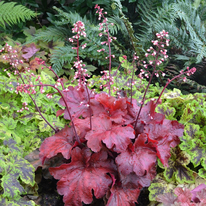 Coral Bells, Fire Alarm Heuchera