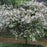 Syringa meyeri 'Palibin'  - Dwarf Korean Lilac