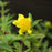 Hypericum frondosum 'Sunburst'  - Sunburst St. John's Wort