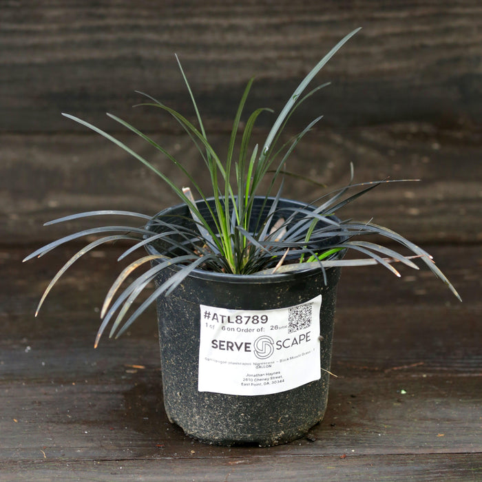 Grass, Black Mondo Grass