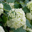 Hydrangea, Annabelle Mophead Hydrangea