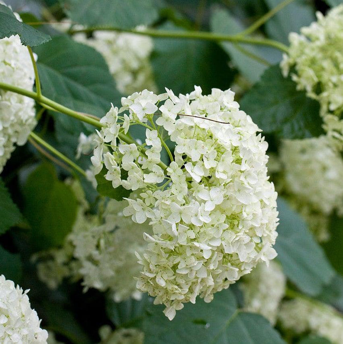 Hydrangea, Annabelle Mophead Hydrangea