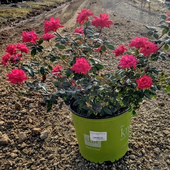 Rose, Double Knock Out® Rose