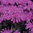 Bee Balm, PW® Leading Lady Plum Bee Balm