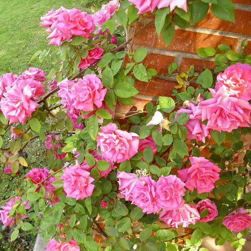Rose, Zéphirine Drouhin Rose