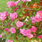 Rose, Zéphirine Drouhin Rose
