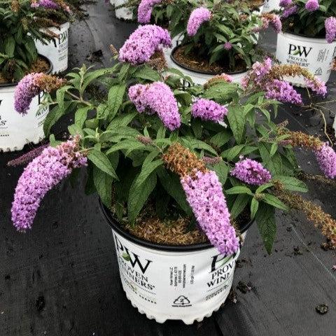 Butterfly Bush, Pugster® Amethyst Butterfly Bush