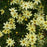 Tickseed, Moonbeam Threadleaf Coreopsis