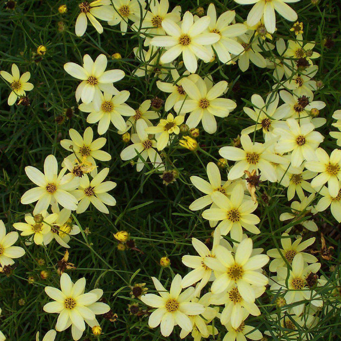 Tickseed, Moonbeam Threadleaf Coreopsis