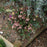 Hellebore, FrostKiss™ Pippa's Purple Lenten Rose