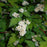 Stephanandra, Cutleaf Stephanandra