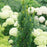 Yew, Stonehenge Skinny® Yew