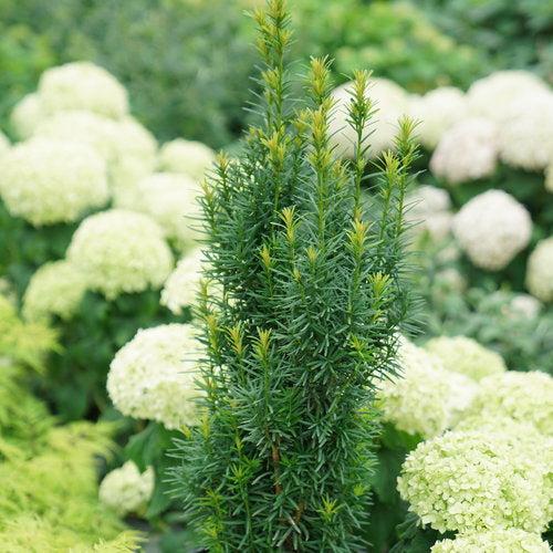 Yew, Stonehenge Skinny® Yew