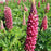Lupine, Gallery Red Lupine