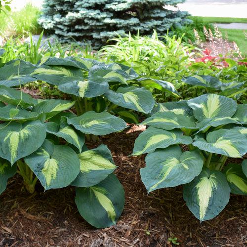 Hosta, PW® Shadowland® Hudson Bay Hosta