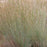 Grass, Ha Ha Tonka Little Bluestem