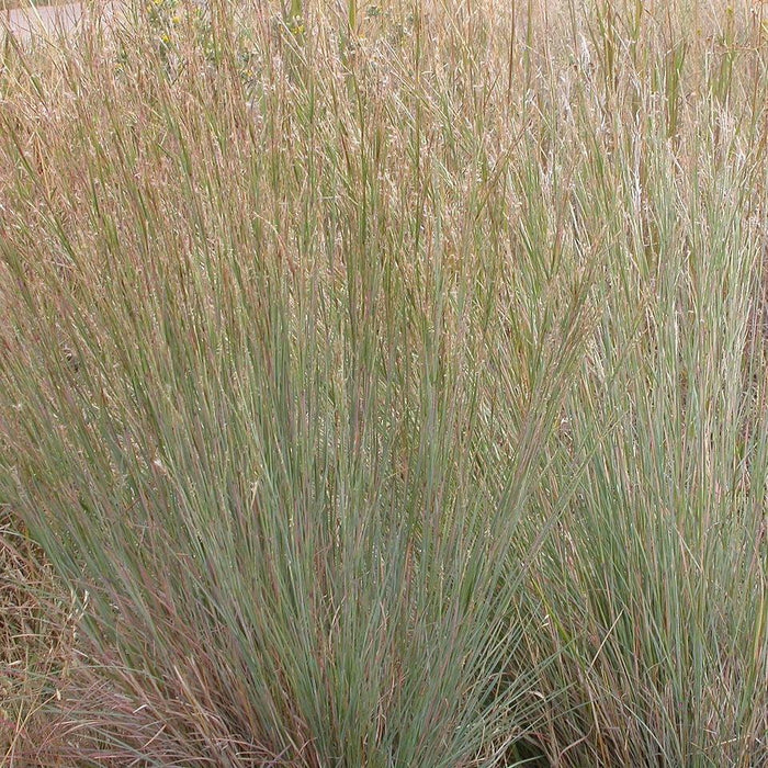 Grass, Ha Ha Tonka Little Bluestem
