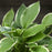 Hosta, Francee Hosta