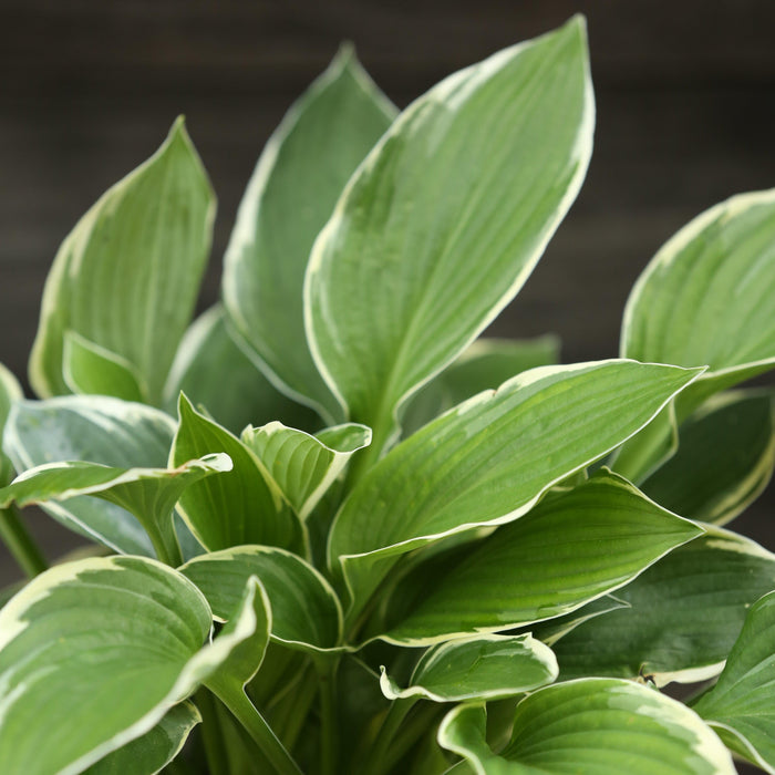 Hosta, Francee Hosta