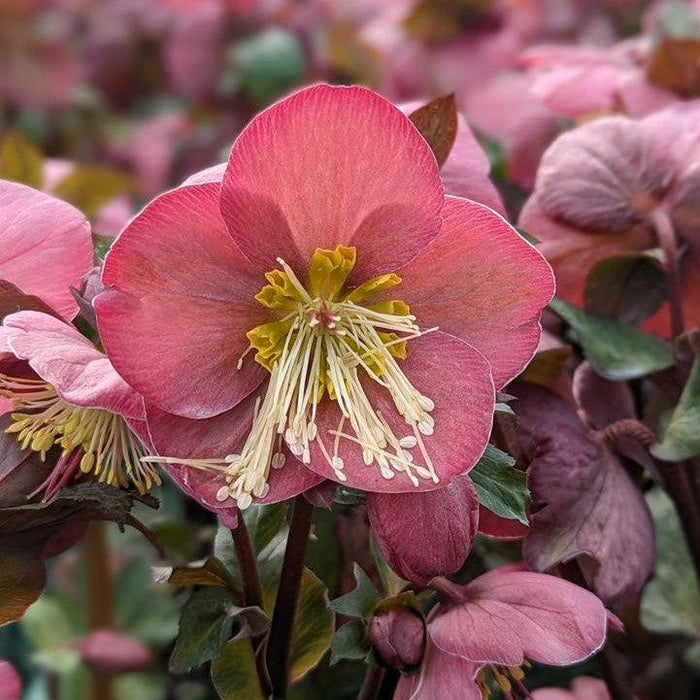 Hellebore, FrostKiss™ Cheryl's Shine Lenten Rose