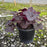 Coral Bells, Obsidian Coral Bells