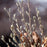 Magnolia, First Editions® Centennial Blush Star Magnolia