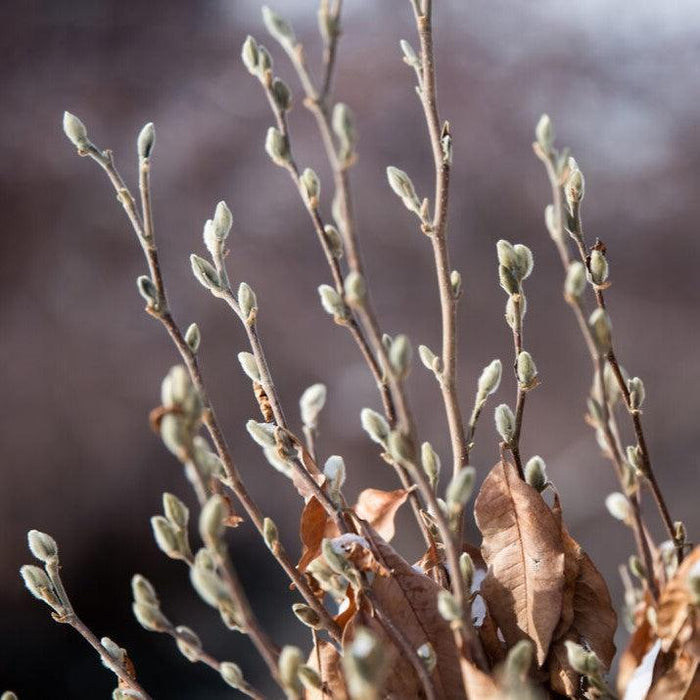 Magnolia, First Editions® Centennial Blush Star Magnolia