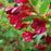 Weigela, Bloomin' Easy® Maroon Swoon® Weigela